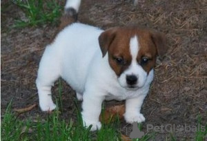 Photo №2 to announcement № 50407 for the sale of jack russell terrier - buy in Israel private announcement