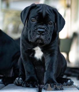 Photo №1. cane corso - for sale in the city of Berlin | 370$ | Announcement № 116819