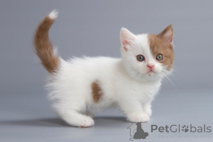 Photo №1. munchkin - for sale in the city of Berlin | 250$ | Announcement № 155492