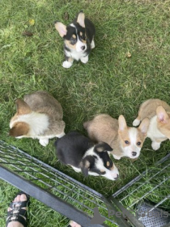 Photo №3. Pembroke Welsh Corgi Puppies for Sale. Germany