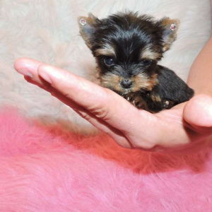 Photo №3. miniature York puppies 1 kg.. Poland