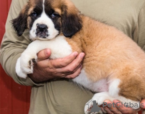 Photo №1. st. bernard - for sale in the city of Rust | negotiated | Announcement № 103099