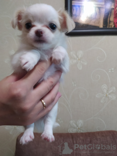 Photo №2 to announcement № 11009 for the sale of chihuahua - buy in Belarus private announcement