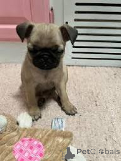 Photo №1. pug - for sale in the city of City of London | 21$ | Announcement № 166119