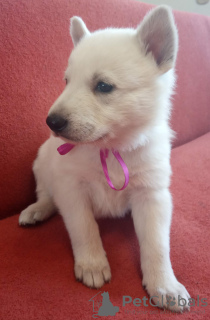 Photo №1. berger blanc suisse - for sale in the city of Krasnodar | 396$ | Announcement № 8183