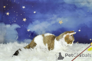 Photo №3. Devon Rex -pentuja adoptoitavaksi. Finland