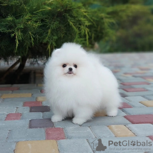 Photo №3. Wonderful puppies of Pomeranian spitz. Netherlands
