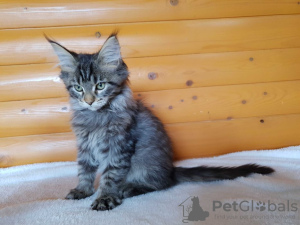 Photo №2 to announcement № 13987 for the sale of maine coon - buy in Ukraine from nursery