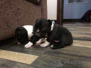 Photo №1. boston terrier - for sale in the city of Berlin | Is free | Announcement № 23731