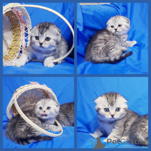 Photo №1. scottish fold - for sale in the city of Minsk | negotiated | Announcement № 43023