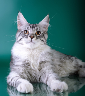 Photo №1. maine coon - for sale in the city of Petrozavodsk | 390$ | Announcement № 2631