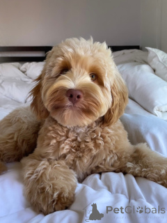 Photo №3. Adorable Labradoodle Puppies for Sale Healthy & Family Raised. Germany