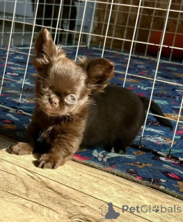 Photo №4. I will sell chihuahua in the city of Munich. breeder - price - negotiated