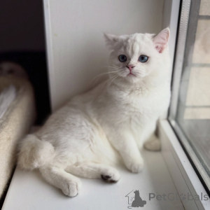 Photo №2 to announcement № 165015 for the sale of scottish fold - buy in Germany private announcement, breeder