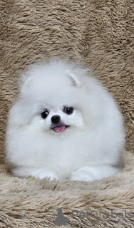 Photo №1. pomeranian - for sale in the city of Penza | 710$ | Announcement № 130323