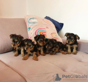 Photo №1. yorkshire terrier - for sale in the city of Эшенбах | negotiated | Announcement № 43045