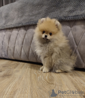 Additional photos: Pomeranian puppies from 30000 thousand