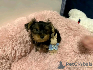 Photo №2 to announcement № 126825 for the sale of yorkshire terrier - buy in France breeder