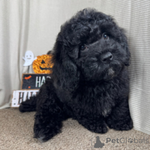 Photo №1. poodle (toy) - for sale in the city of Berlin | 516$ | Announcement № 178439