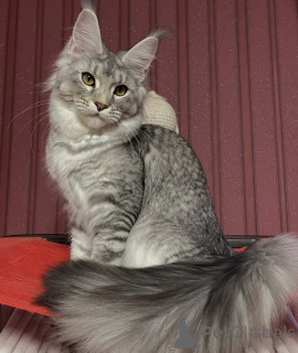 Photo №2 to announcement № 162654 for the sale of maine coon - buy in United States breeder