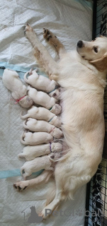 Photo №4. I will sell golden retriever in the city of Charleroi. breeder - price - 423$