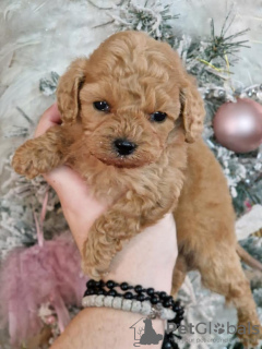 Photo №4. I will sell poodle (toy) in the city of Нови Сад. breeder - price - 634$