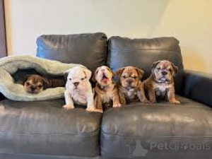 Photo №1. english bulldog - for sale in the city of Paris | 723$ | Announcement № 160957