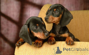Photo №4. I will sell dachshund in the city of Irthlingborough.  - price - negotiated