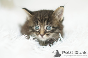 Additional photos: Charming kittens as a gift