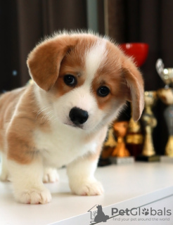 Photo №2 to announcement № 86298 for the sale of welsh corgi - buy in Belarus breeder