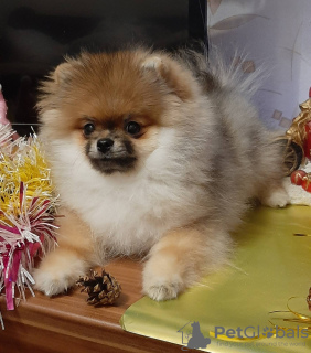 Photo №2 to announcement № 8747 for the sale of pomeranian - buy in Belarus private announcement