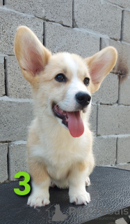 Photo №1. welsh corgi - for sale in the city of Zrenjanin | negotiated | Announcement № 54553
