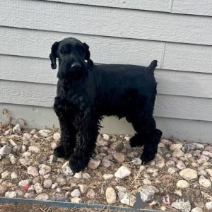 Photo №2 to announcement № 172791 for the sale of giant schnauzer - buy in France 