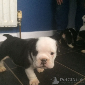 Photo №1. english bulldog - for sale in the city of Cologne | 0$ | Announcement № 30086
