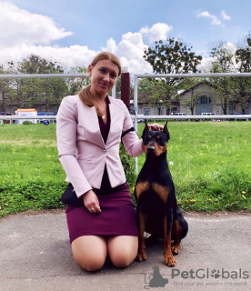 Photo №2 to announcement № 10502 for the sale of german pinscher - buy in Ukraine from nursery