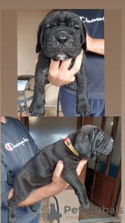 Additional photos: Cane Corso puppies for sale