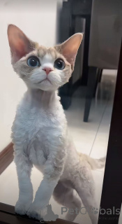 Photo №2 to announcement № 157796 for the sale of peterbald - buy in Germany from the shelter, breeder