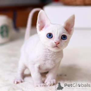 Photo №1. devon rex - for sale in the city of Arizona | 250$ | Announcement № 152254