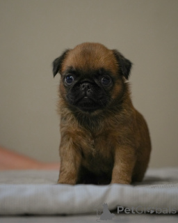 Photo №2 to announcement № 158234 for the sale of petit brabançon - buy in Belarus from nursery, breeder