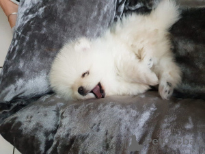 Photo №2 to announcement № 111824 for the sale of pomeranian - buy in Netherlands private announcement