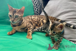 Photo №2 to announcement № 153259 for the sale of bengal cat - buy in Sweden private announcement