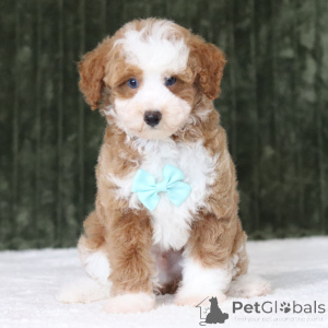 Photo №1. poodle (toy) - for sale in the city of Frankfurt | 600$ | Announcement № 176365