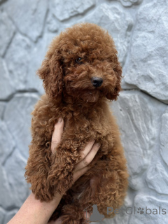 Photo №1. poodle (toy) - for sale in the city of Kiev | 1506$ | Announcement № 150130
