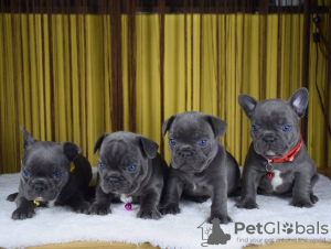 Photo №1. french bulldog - for sale in the city of Warsaw | 63$ | Announcement № 100261