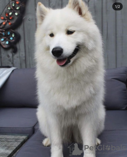 Additional photos: Amazing Samoyed Puppies