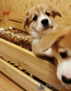 Photo №4. I will sell welsh corgi in the city of Канаш. private announcement - price - 404$