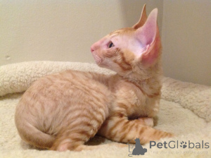 Photo №2 to announcement № 173250 for the sale of cornish rex - buy in San Marino private announcement, breeder