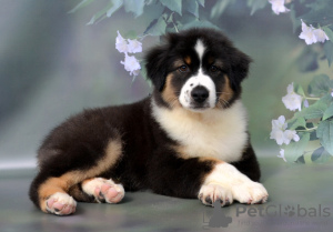 Photo №1. australian shepherd - for sale in the city of Руза | negotiated | Announcement № 54518
