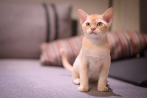 Photo №1. burmese cat - for sale in the city of Riga | 610$ | Announcement № 4872