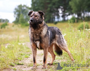 Photo №1. non-pedigree dogs - for sale in the city of Mytishchi | Is free | Announcement № 8645